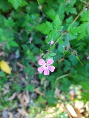 Geranium robertianum