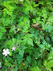Geranium robertianum
