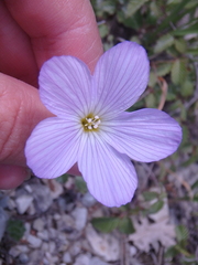 Linum lanuginosum