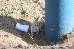 Xerospermophilus tereticaudus