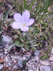 Linum lanuginosum
