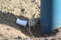 Xerospermophilus tereticaudus