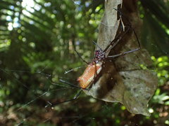 Nephila cornuta