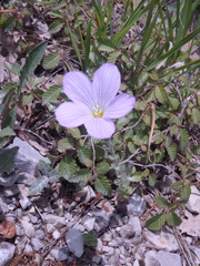 Linum lanuginosum