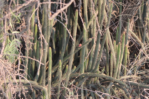 Image of Nyctocereus serpentinus by (c) José Belem Hernández Díaz, some rights reserved (CC BY)