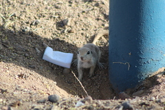 Xerospermophilus tereticaudus