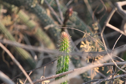 Image of Nyctocereus serpentinus by (c) José Belem Hernández Díaz, some rights reserved (CC BY)