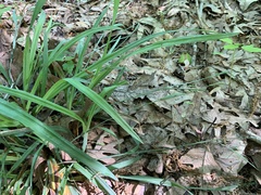 Carex laxiculmis