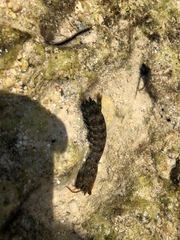 Gonodactylus chiragra