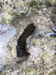 Gonodactylus chiragra