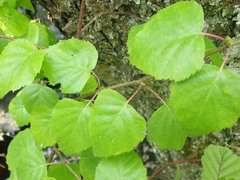Betula × aurata