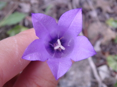 Campanula komarovii