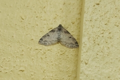 Lobophora nivigerata