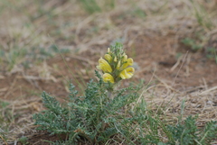 Pedicularis flava