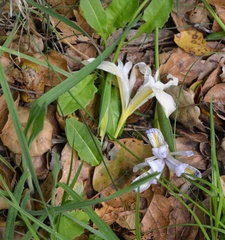 Iris douglasiana