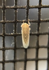 Cicadellidae