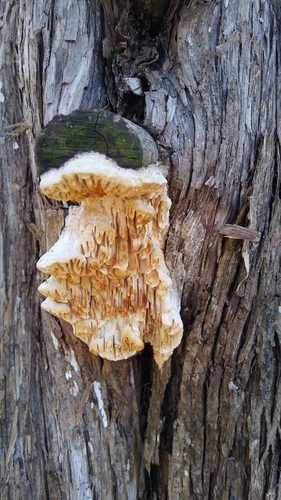 Fomitopsis juniperina