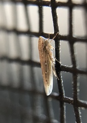 Cicadellidae