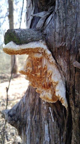 Fomitopsis juniperina