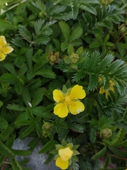 Potentilla erecta