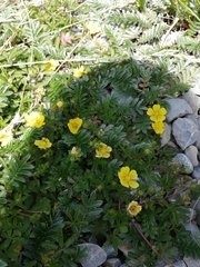 Potentilla erecta