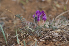 Astragalus laguroides