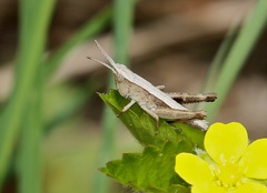 Chloealtis conspersa