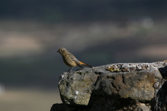 Phoenicurus hodgsoni