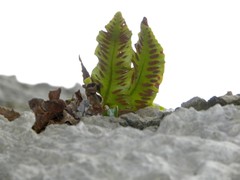 Asplenium sagittatum