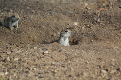 Xerospermophilus tereticaudus