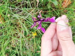 Anacamptis