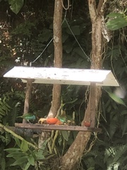 Tangara cyanoventris