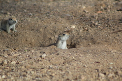 Xerospermophilus tereticaudus
