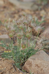 Pulsatilla bungeana