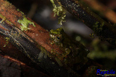 Pristimantis crucifer