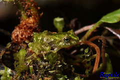 Pristimantis crucifer