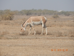 Equus hemionus khur