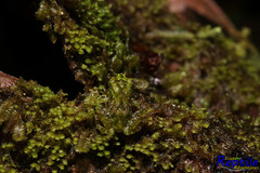 Pristimantis crucifer