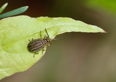 Ophraella communa