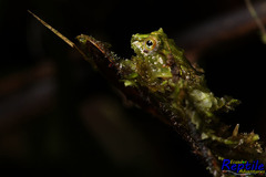 Pristimantis crucifer