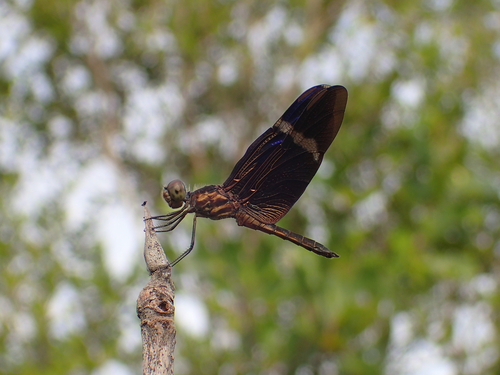 Bluewing Dragonflies (Genus Zenithoptera) · iNaturalist
