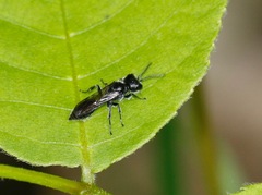 Pemphredonina