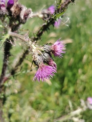Cirsium palustre