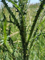 Cirsium palustre