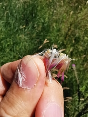 Cirsium palustre