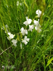 Lathyrus pallescens