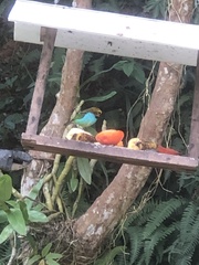 Tangara cyanoventris