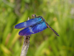 Zenithoptera fasciata