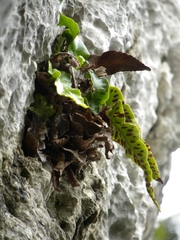 Asplenium sagittatum