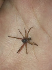 Steatoda nobilis
